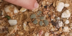 Lithops divergens