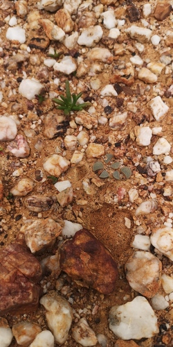 Lithops divergens