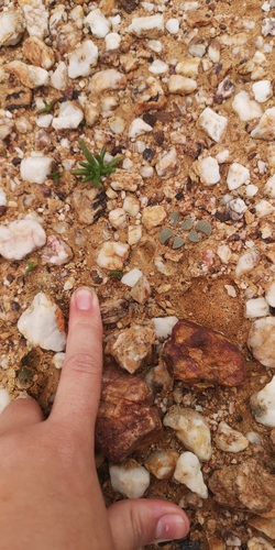 Lithops divergens