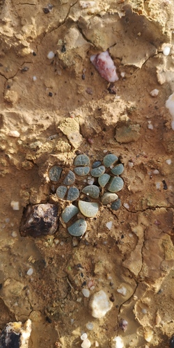 Lithops divergens