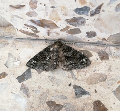 Ascotis fortunata