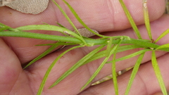 Delphinium verdunense