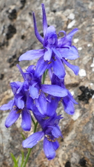 Delphinium verdunense
