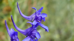 Delphinium verdunense