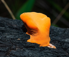 Piptoporus australiensis