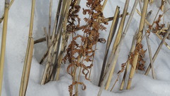 Thelypteris palustris palustris