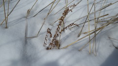 Thelypteris palustris palustris