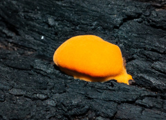 Piptoporus australiensis