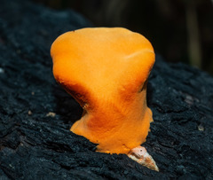 Piptoporus australiensis
