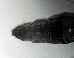 Centroclisis