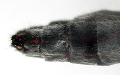 Centroclisis