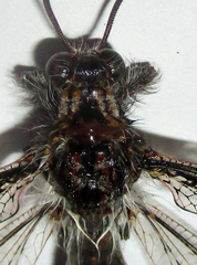 Centroclisis