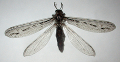 Centroclisis