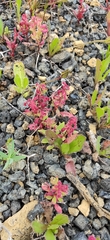 Rumex bucephalophorus canariensis