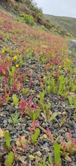 Rumex bucephalophorus canariensis