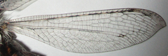 Centroclisis