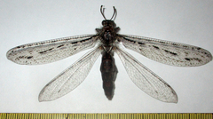 Centroclisis