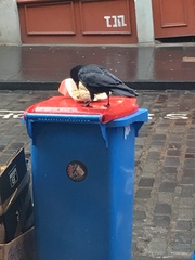 Corvus corone