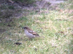 Passer domesticus