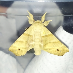 Olceclostera truncata