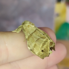 Olceclostera truncata