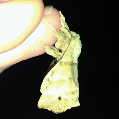 Olceclostera truncata