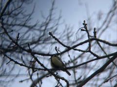 Parus major