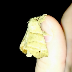 Olceclostera truncata