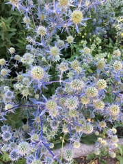 Eryngium planum