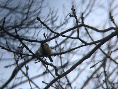 Parus major