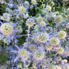 Eryngium planum