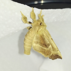 Olceclostera truncata