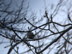 Parus major