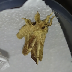 Olceclostera truncata