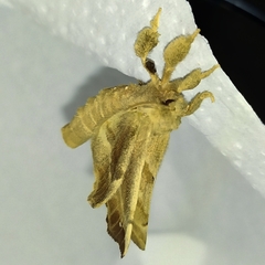 Olceclostera truncata