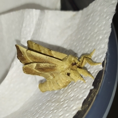 Olceclostera truncata