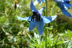 Delphinium montanum