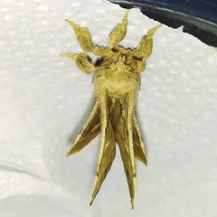 Olceclostera truncata