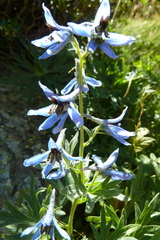 Delphinium montanum