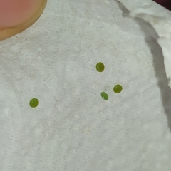 Olceclostera truncata