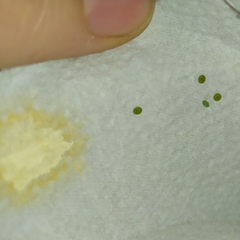 Olceclostera truncata