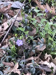Vinca minor