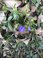 Vinca minor