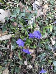 Vinca minor