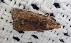 Mimaglossa nauplialis