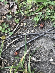 Pyrrhocoris apterus