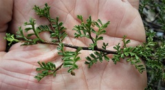 Dodonaea boroniifolia