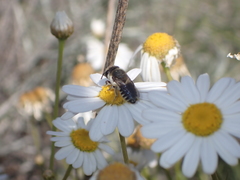 Megachile canariensis