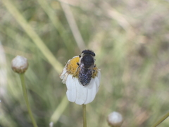 Megachile canariensis