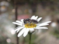 Megachile canariensis